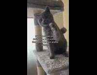 Cat Plays then Sits on Cat Stand