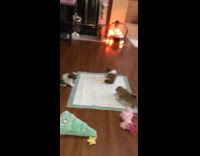 Collab Clips MPUGC - Dog boops other dogs nose fall over