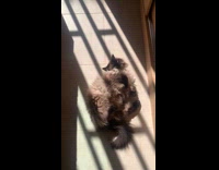 Collab PLC - Himalayan cat lay on floor under sunlight