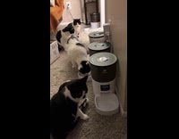 Cat dragging itself across carpet