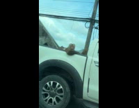 Monkeys chilling at the back of moving truck
