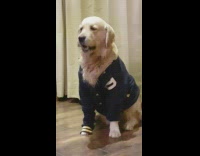 tan dog wearing blue jacket sitting up 