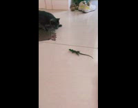Dauntless Lizard Charges on Black Scaredy Cat