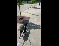Dog stands and pulls on leash when she sees friend