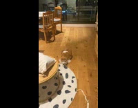 Cat Stalks and Jumps on Tissue as it Flies