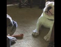 white fat bulldog pawing at brown bulldog