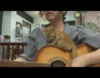 Orange Kitten Sits on Guitar during Performance 