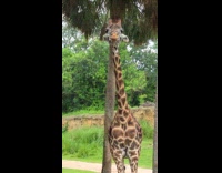 Submitter shows how giraffes swallow