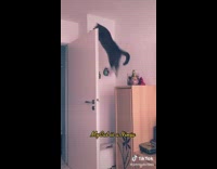 Cat jumps from bedroom door wood closet