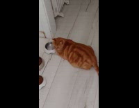 Orange cat sitting while drinking water