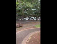 Large tree splits to more trees at the park