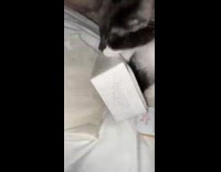 Cat tries to take box of nuggets 