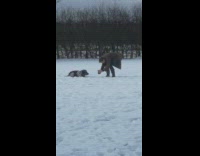 Man winter coat bend dog snow pictorial