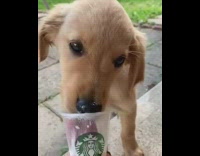 Labrador eats Starbucks whipped cream puppicino