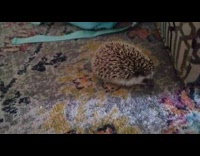 Hedgehog cleans up carpet like vacuum cleaner