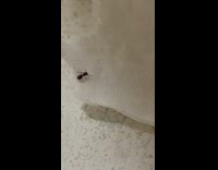Small ant cleans itself after owner saved it