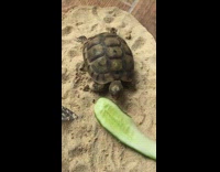 Turtle tries to eat cucumber misses fail 