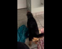 Dog rolls over at blanket on floor