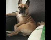 brown dog sitting upright on sofa 