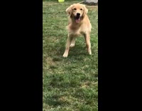 Golden retriever dog sits grass backs up