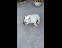 Dog in garage make strange funny sound 
