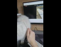 Pet cat gets scratches with a pencil