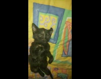 Kitten beaten gets rest on the bed