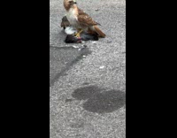 Collab WINY - Hawk hold a pigeon on the ground