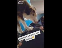 Collab BitchIG2 - Dog pushes guy because it wants french fry 