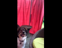 Owner plays with dog tricks throwing toy