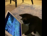 (3RD PARTY CONTENT) Kitten watches squirrel video on white ipad 