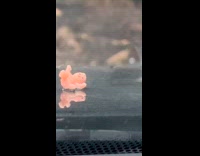 Mini baby doll left at car hood