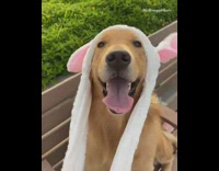 Dog pink white bunny ears hat bench 