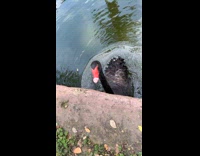 Black swan tries to bite 