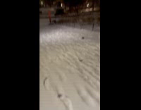 Rats runs over the snow at park