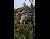 Squirrel eats upside down falls on ground