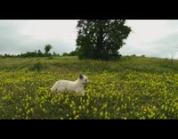 Small white dog runs hops through field 
