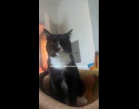 Cat keeps biting hooman