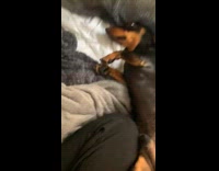 Chihuahua Sleeps with its Eye Open on Bed