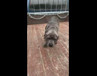 Grey puppy runs slow motion ears flop 