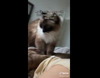 Cat massaging owners back waking them up 