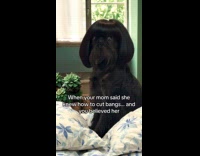 Submitter films dog wear wig with bangs