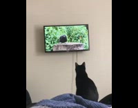 Black cat jumps at television screen bird 