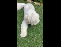 White cat green eyes plays with grass 