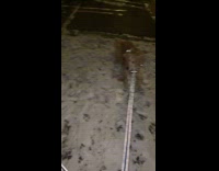 Two dogs playing fights over snow ground