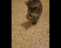 cat pushes toy out of its way 