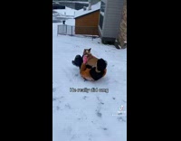 Dog pushes guy rides on snow sled