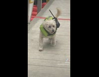 Dog wears life vest and walkie talkie 