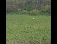 Guy returns baby sheep to mom 