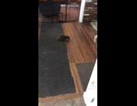 Collab BitchMP - Raccoon and dog relationship before and after 